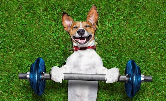 fitbark